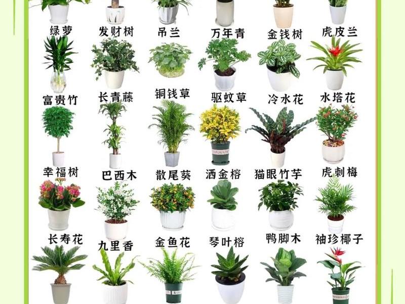关于植物的常识问题 - 关于植物的常识问题大全 关于植物的常识问题 - 关于植物的常识问题大全