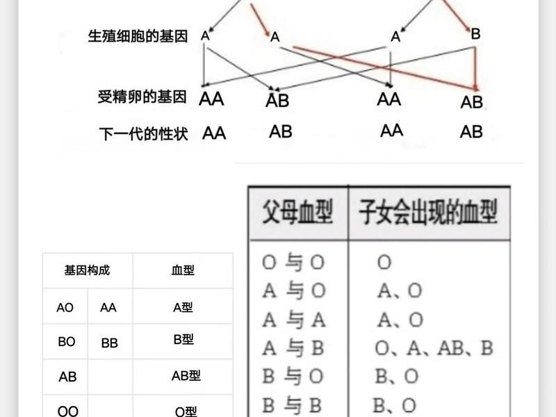 ab血型性格在人际关系中的表现、ab血型性格在人际关系中的表现是什么 ab血型性格在人际关系中的表现、ab血型性格在人际关系中的表现是什么