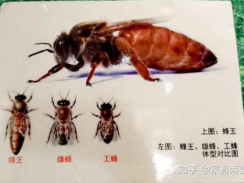 初级群体具有如下特征(初级群体具有如下特征多选题) 初级群体具有如下特征(初级群体具有如下特征多选题)