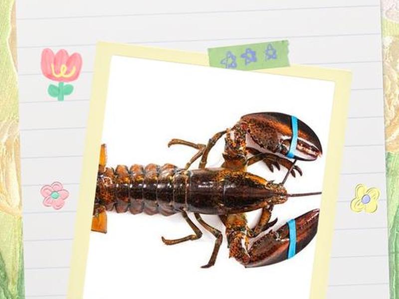 大龙虾怎么处理视频教程 大龙虾怎么处理相关视频