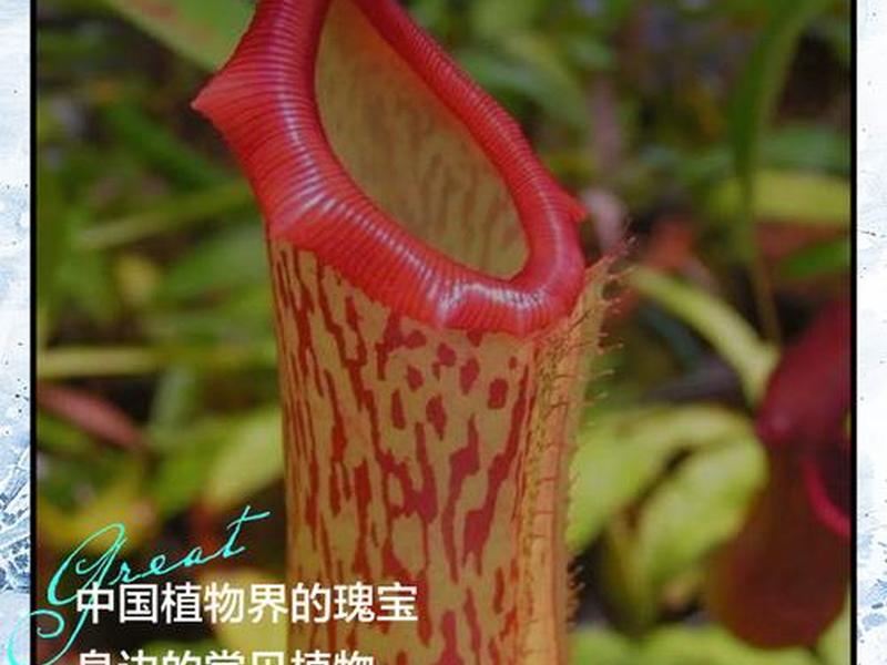 和人有关的植物、和人有关的植物名称