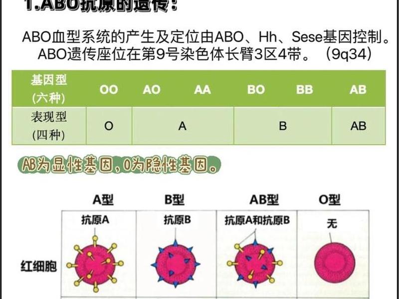人的血型与性格关系,人的血型与性格关系图 人的血型与性格关系,人的血型与性格关系图