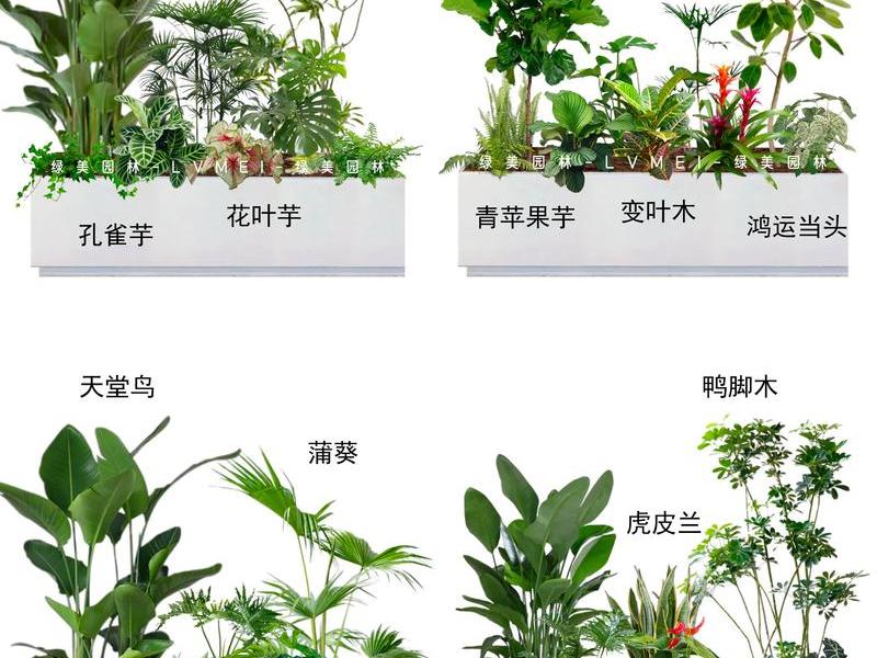 关于人际关系的植物有哪些 关于人际关系的植物有哪些图片 关于人际关系的植物有哪些 关于人际关系的植物有哪些图片